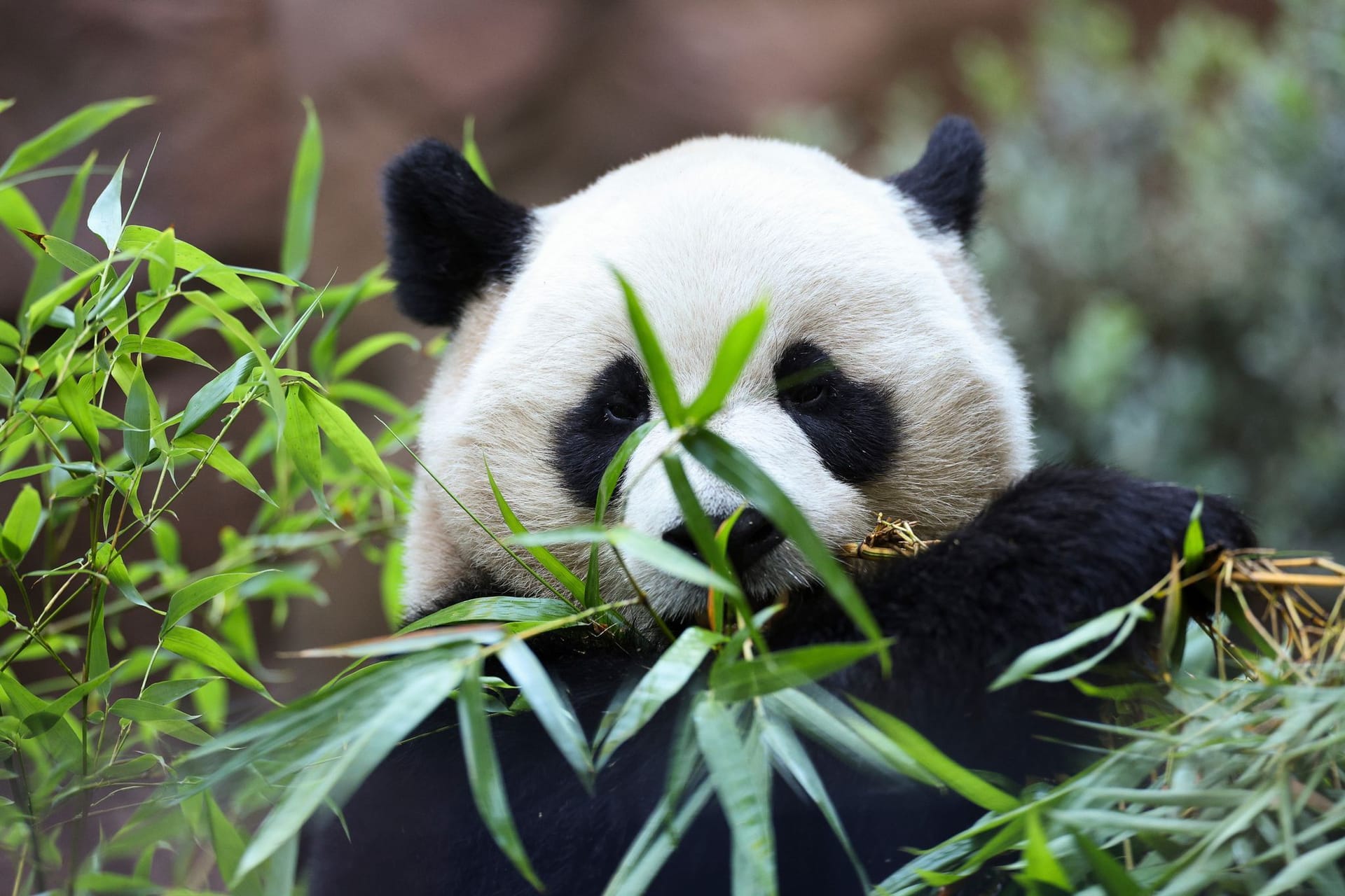 «Panda Ridge» im San Diego Zoo