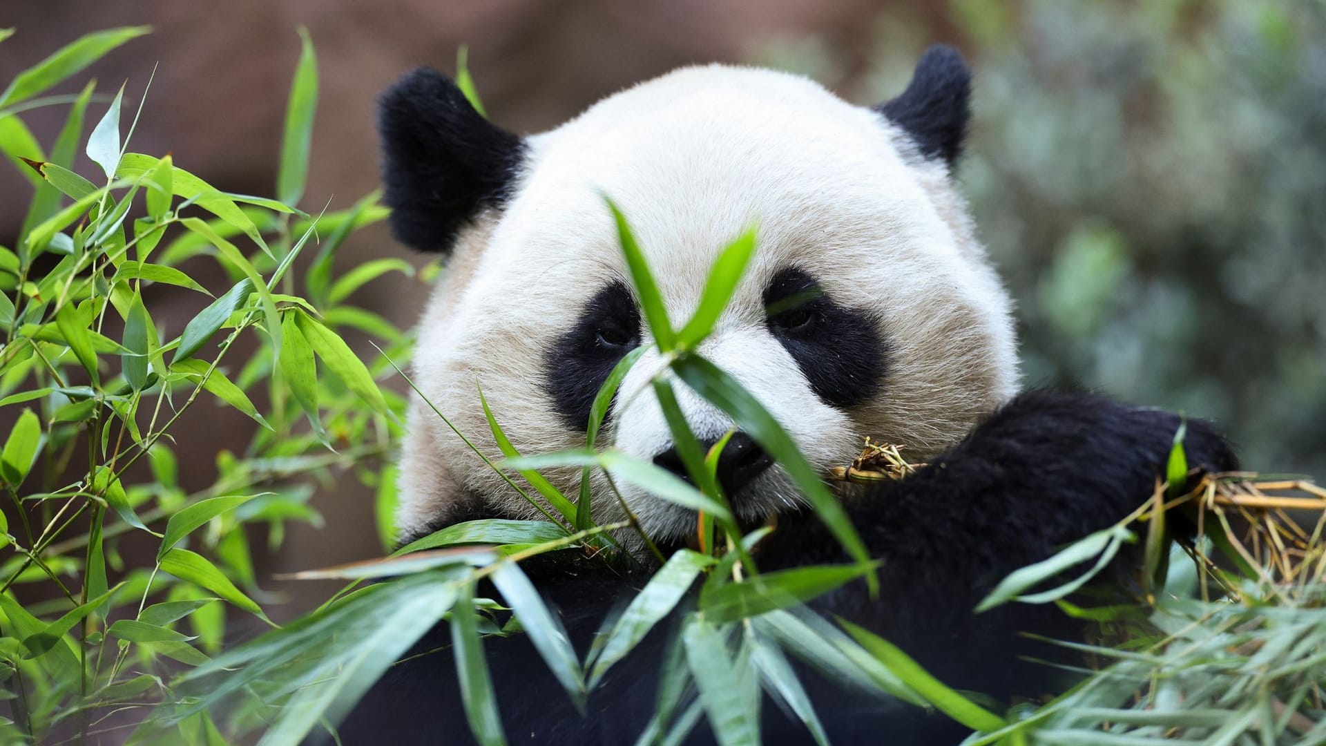 «Panda Ridge» im San Diego Zoo