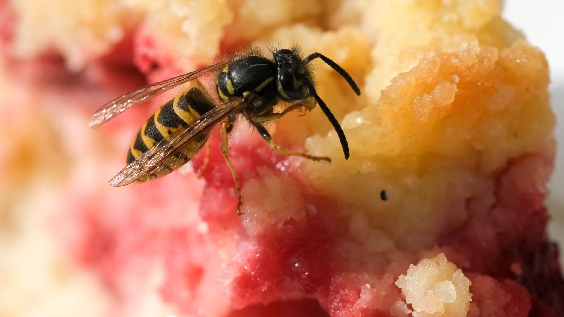 Wespe bedient sich an Kuchenstück