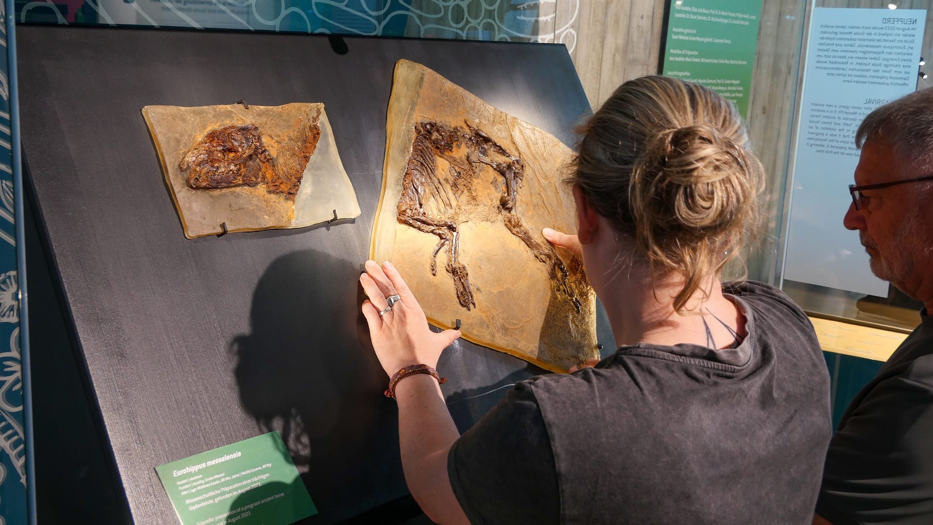 Neuester Urpferdchen-Fund in der Grube Messel: Das Team des Hessischen Landesmuseums Darmstadt setzt das Exponat in die Vitrine ein.