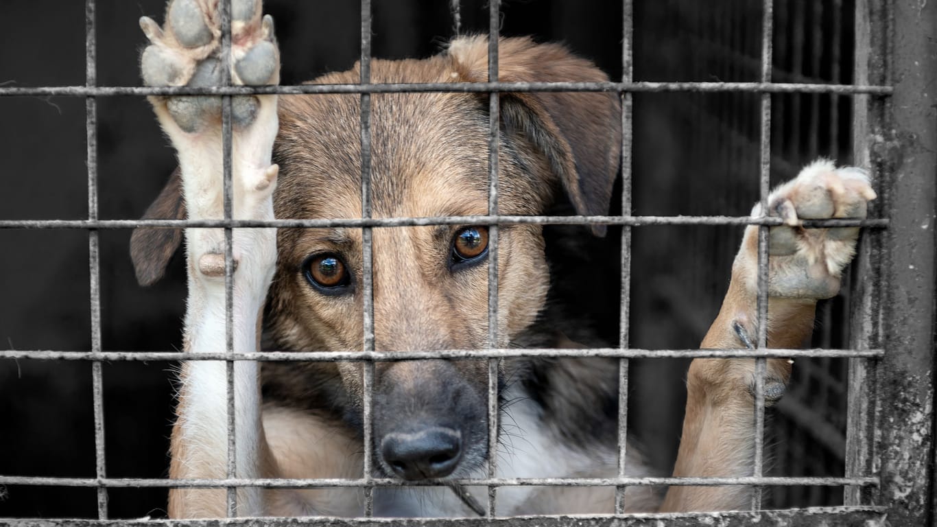 Ein Hund im Tierheim (Symbolbild): Das Tierheim Berlin muss derzeit viele neue Tiere aufnehmen.