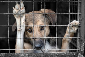 Ein Hund im Tierheim (Symbolbild): Das Tierheim Berlin muss derzeit viele neue Tiere aufnehmen.