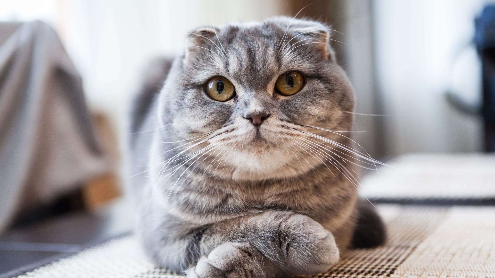 Eine schottische Faltohrkatze (Symbolbild): Die Tiere sehen niedlich aus, doch sie leiden ihr Leben lang an einer genetischen Mutation.