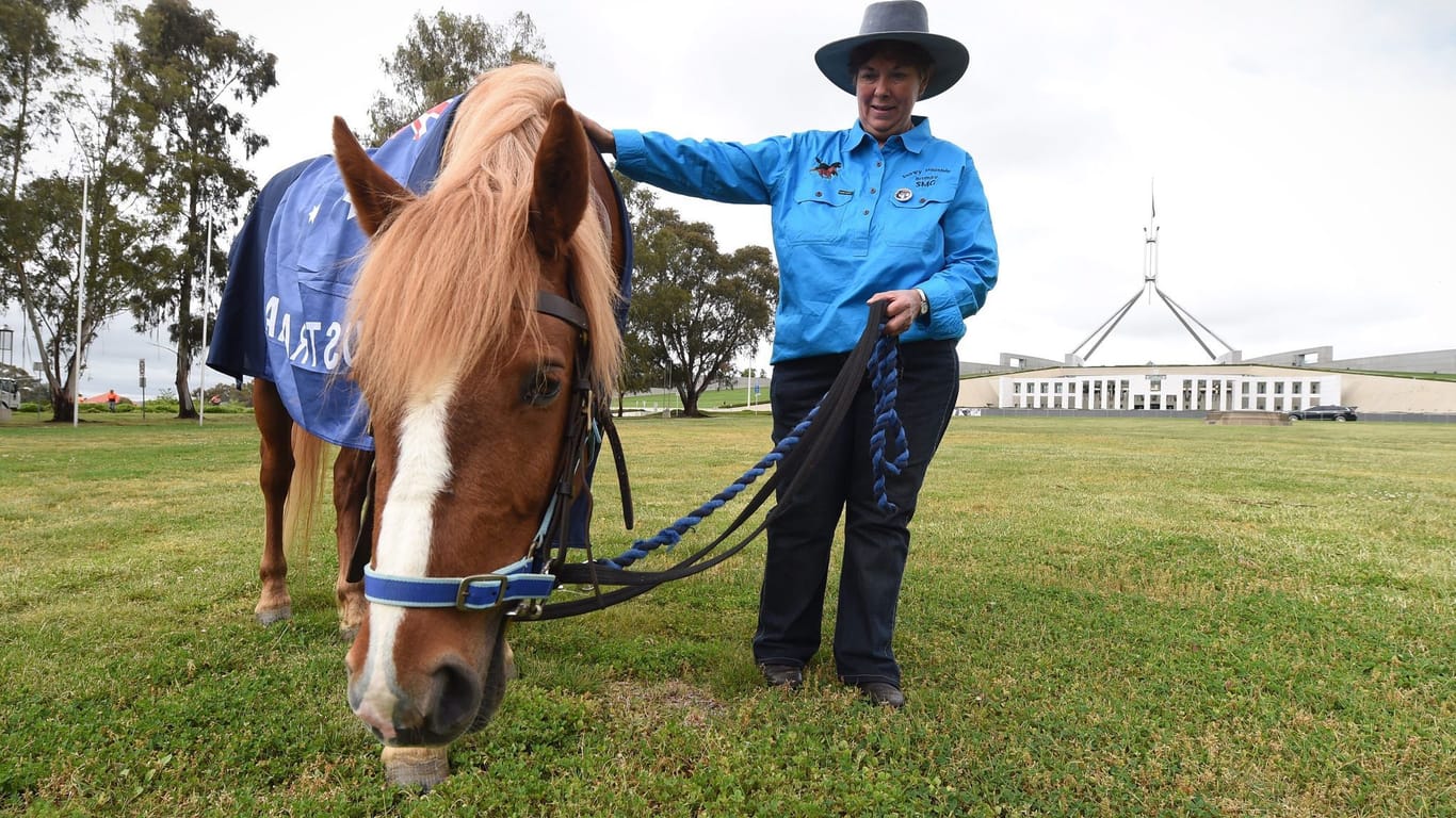 Australisches Wildpferd