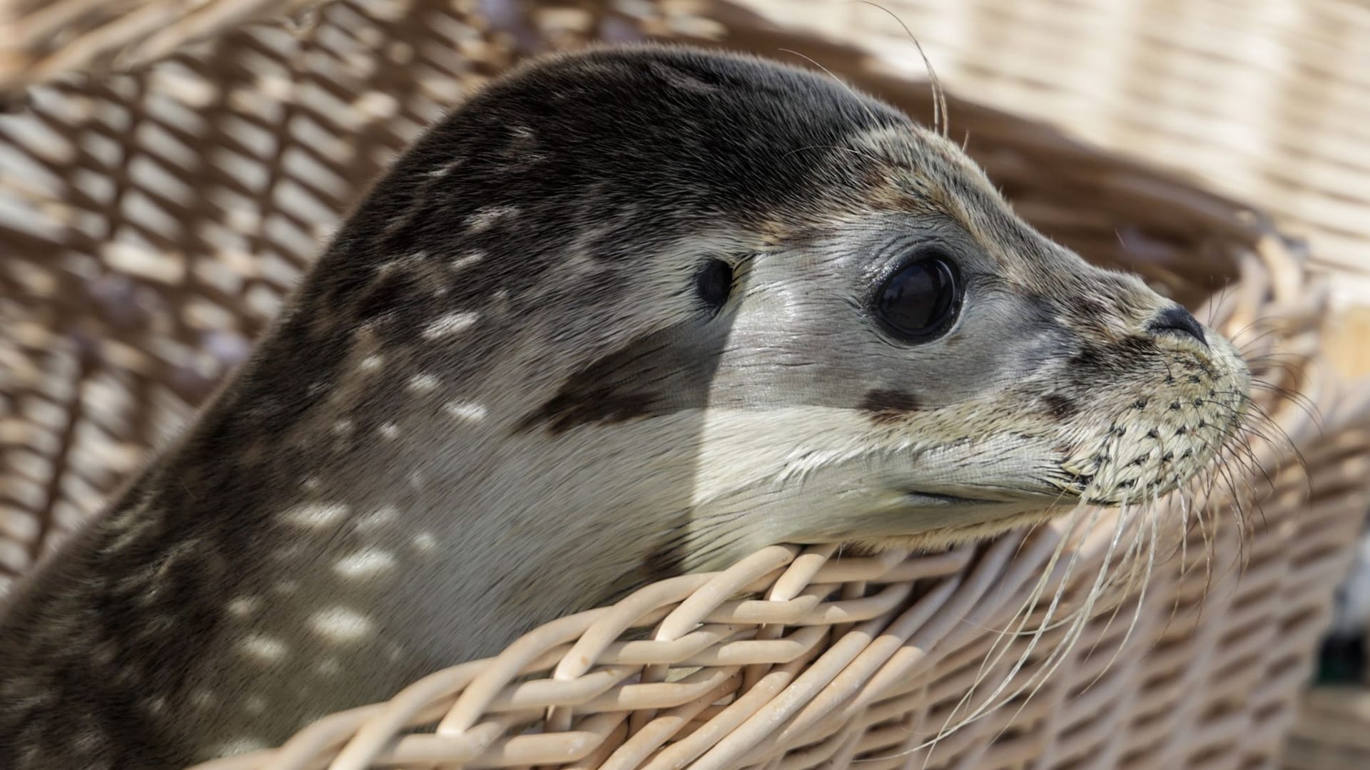 Auswilderung von jungen Seehunden in der Nordsee