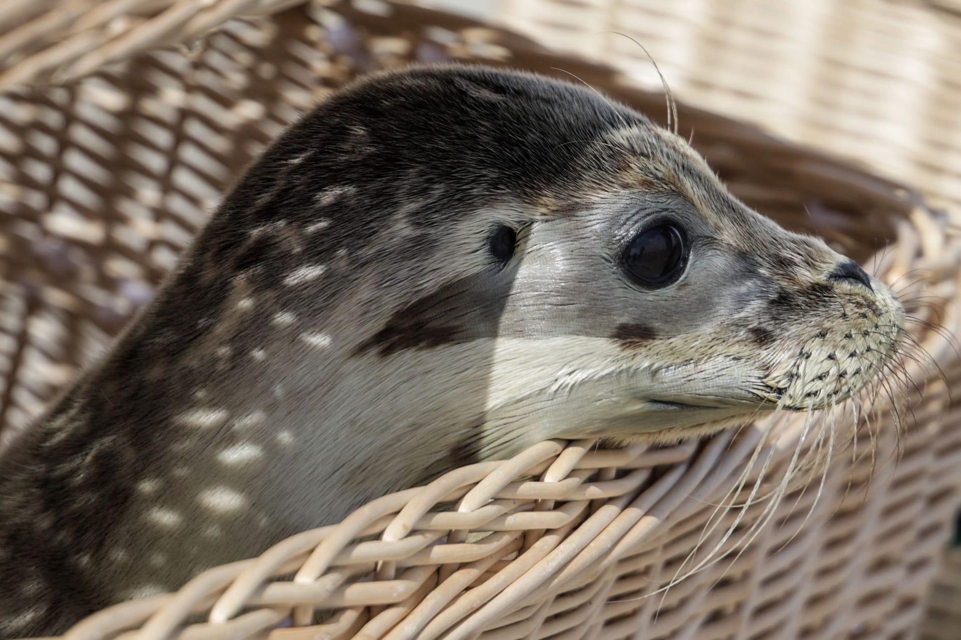 Auswilderung von jungen Seehunden in der Nordsee