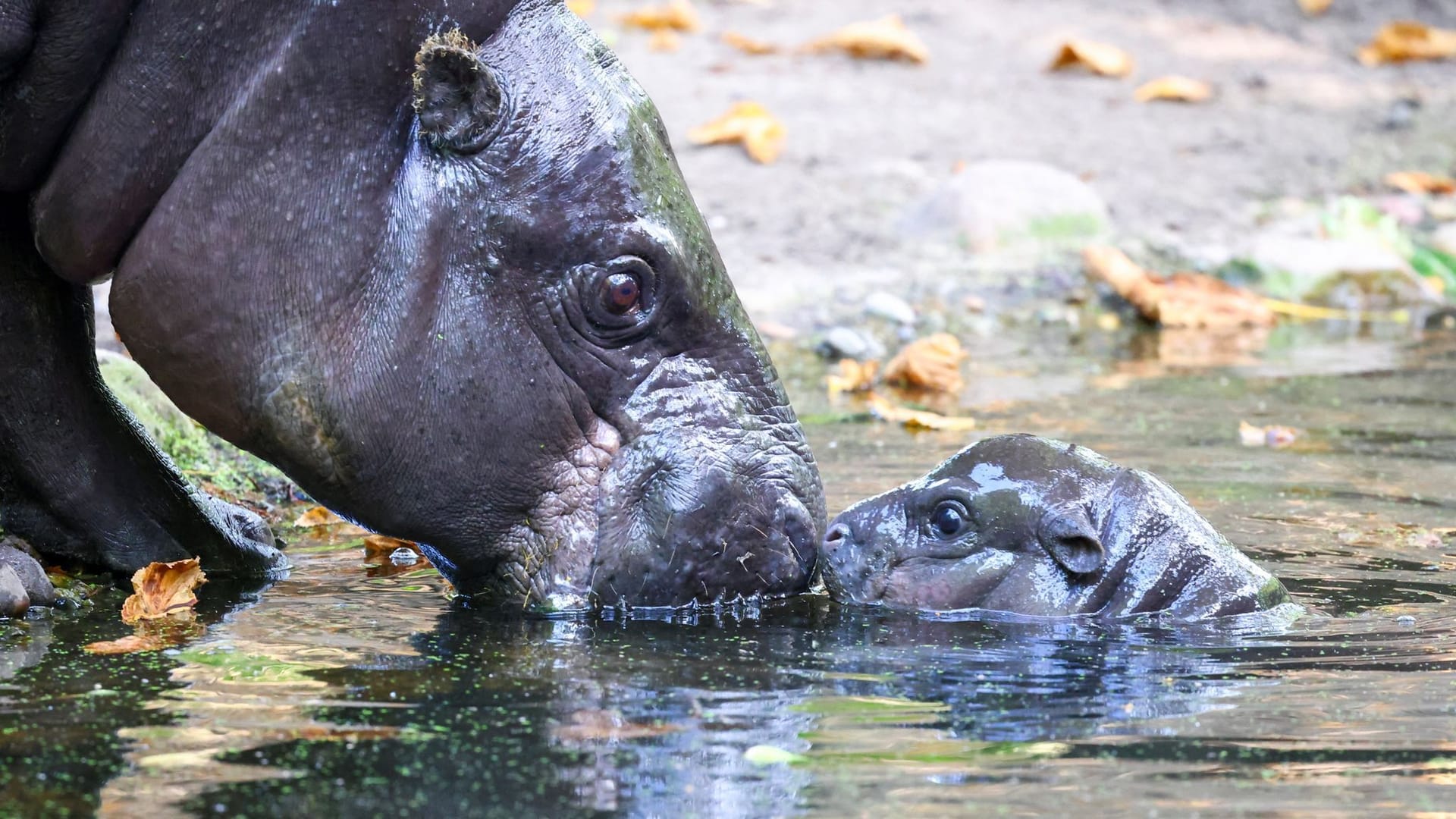 Berliner Zoo: Das Hippo-Mädchen traut sich schon mit seiner Mama ins Wasser.