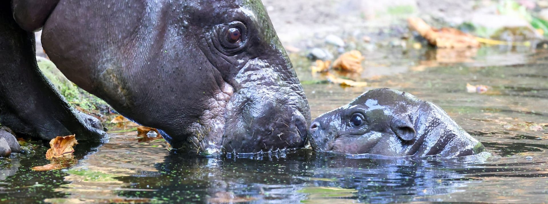 Berliner Zoo: Das Hippo-Mädchen traut sich schon mit seiner Mama ins Wasser.