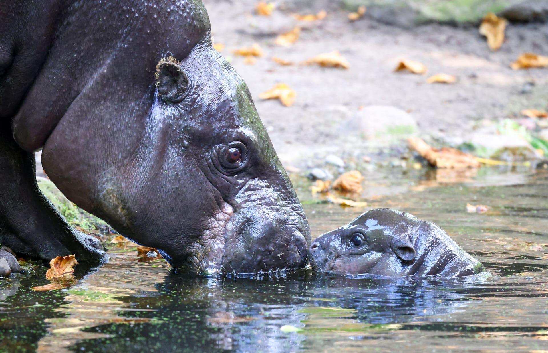 Berliner Zoo: Das Hippo-Mädchen traut sich schon mit seiner Mama ins Wasser.