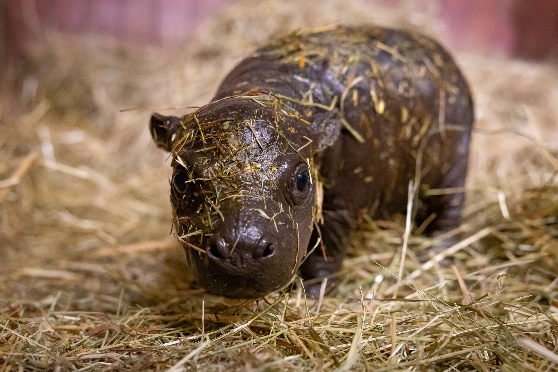 Toni im Zoo Berlin: Hier war das Zwergflusspferd erst wenige Tage alt.