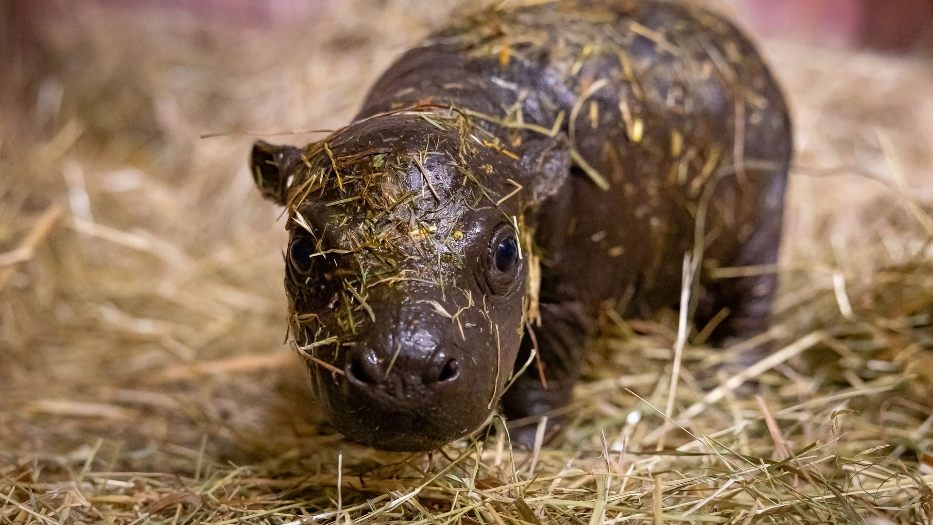 Toni im Zoo Berlin: Hier war das Zwergflusspferd erst wenige Tage alt.