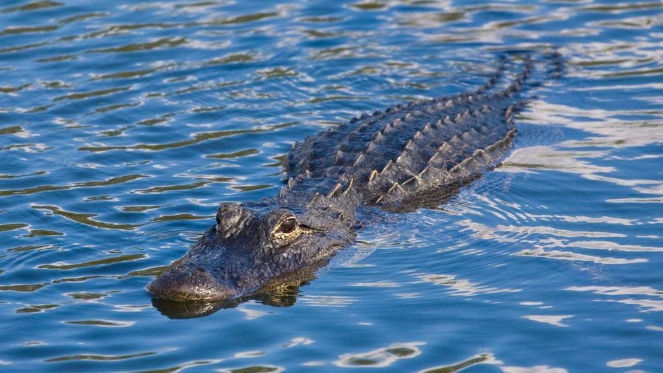 Suchaktion am Eriesee: Alligator schockt Badegäste.