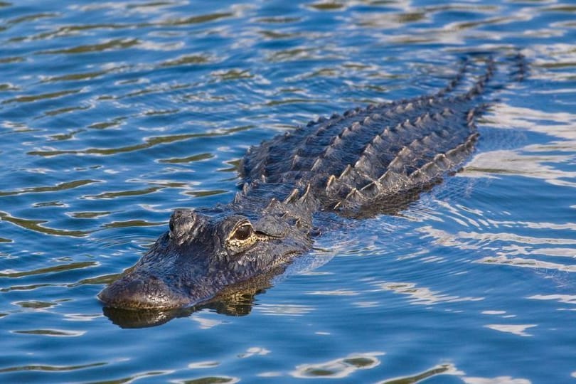 Suchaktion am Eriesee: Alligator schockt Badegäste.