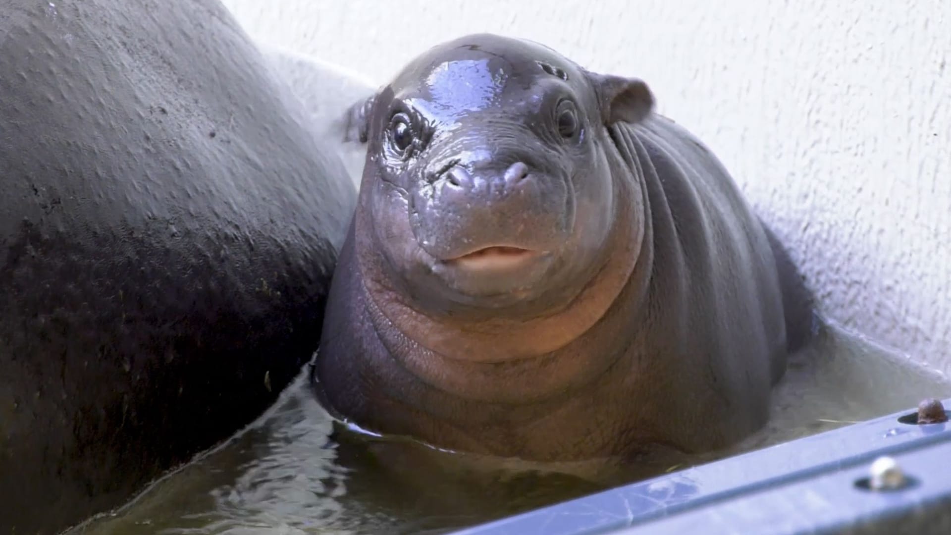 Hippo-Baby Toni: Das Zwergflusspferd wurde am 3. Juni geboren.