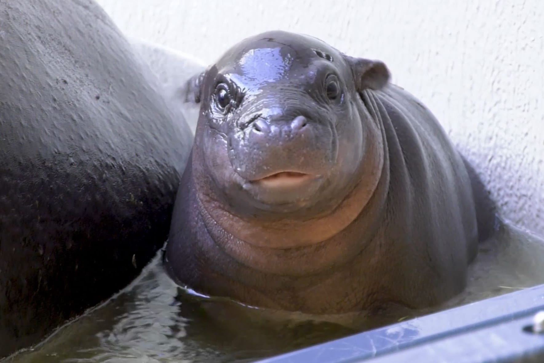 Hippo-Baby Toni: Das Zwergflusspferd wurde am 3. Juni geboren.