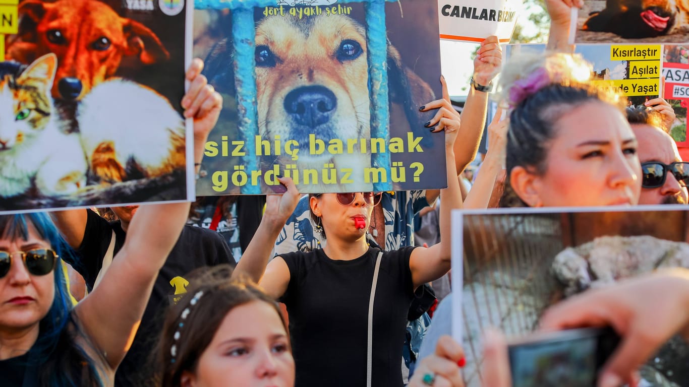 Tausende Menschen protestieren in Istanbul zum Schutz der Straßentiere.