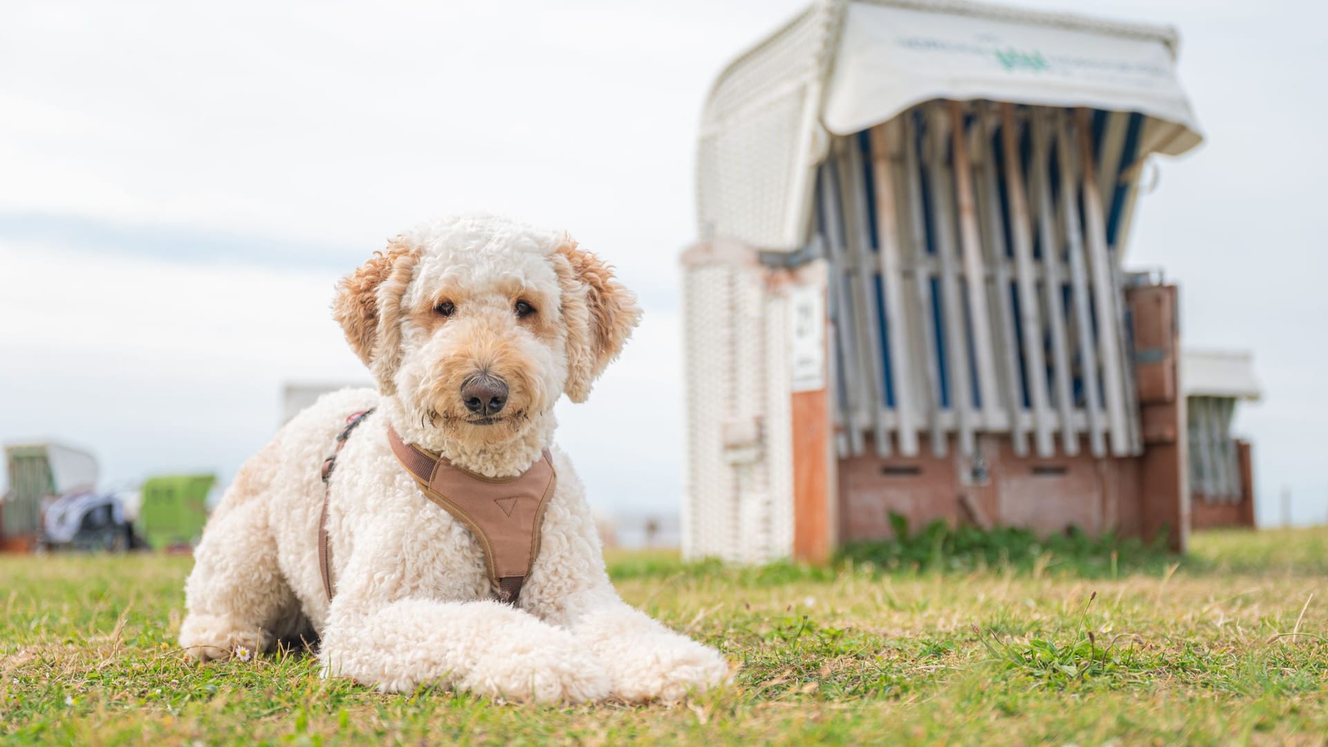 Labradoodle am Strand (Archivbild)