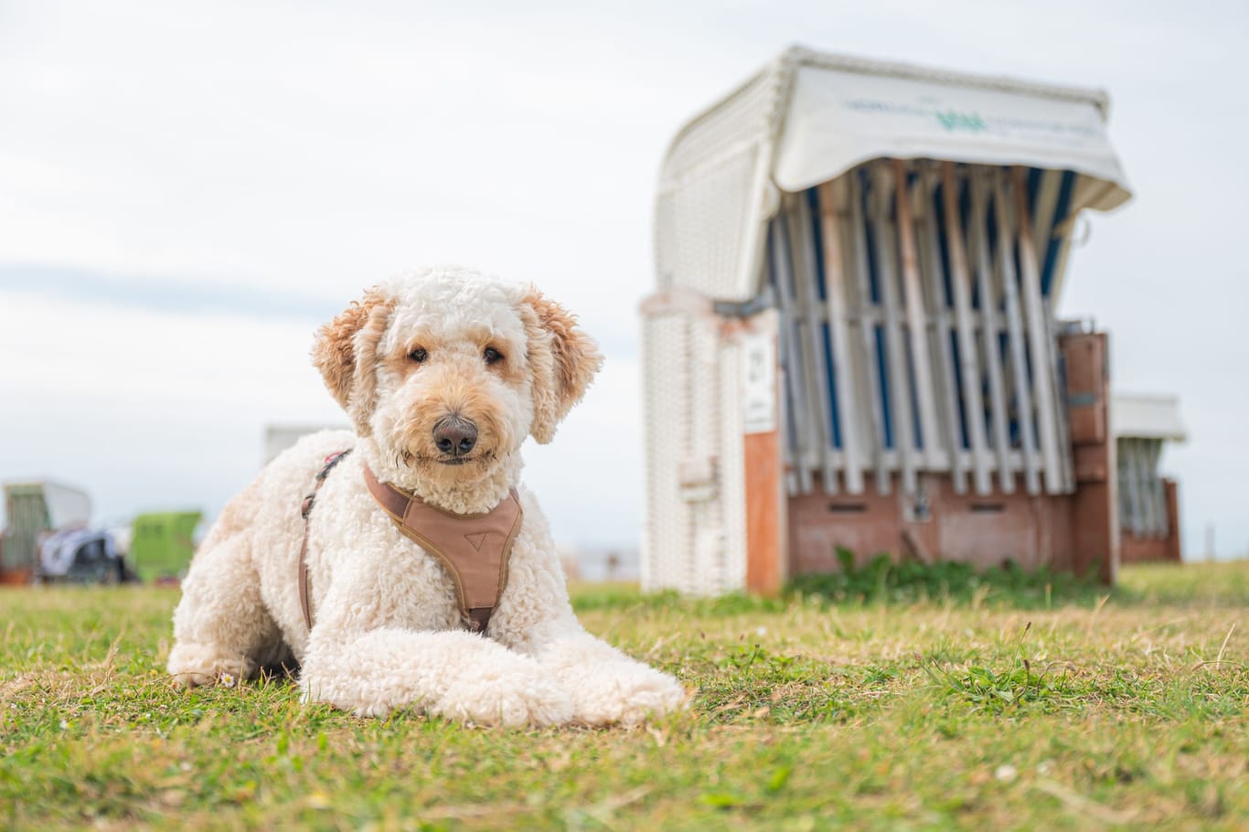 Labradoodle am Strand (Archivbild)