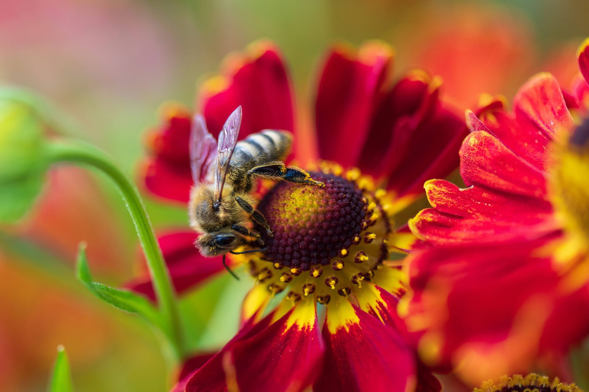 Zwei Expertinnen fordern Sie heraus: Wie viel wissen Sie wirklich über Bienen? Kostenloser Test hier!