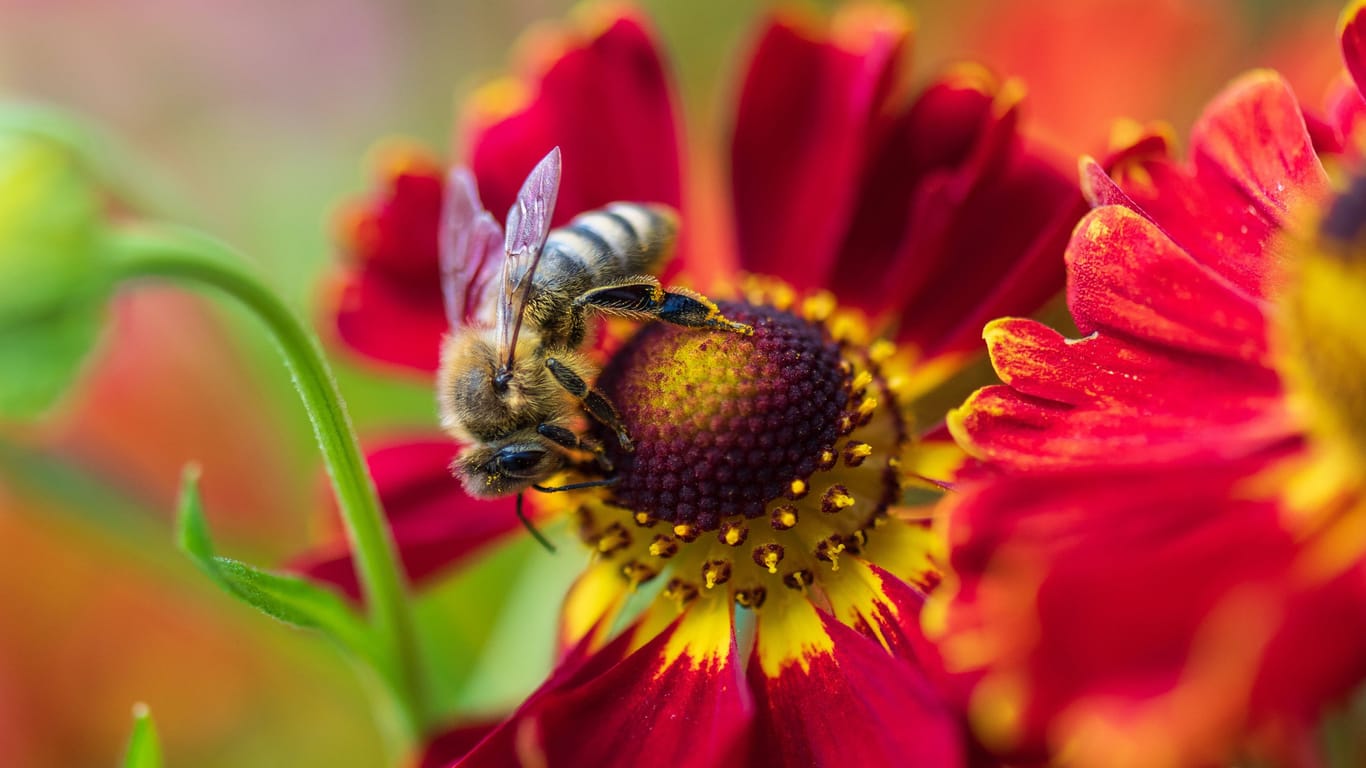 Zwei Expertinnen fordern Sie heraus: Wie viel wissen Sie wirklich über Bienen? Kostenloser Test hier!