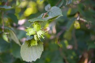 Unreife Haselnüsse an einem Ast in Nahaufnahme