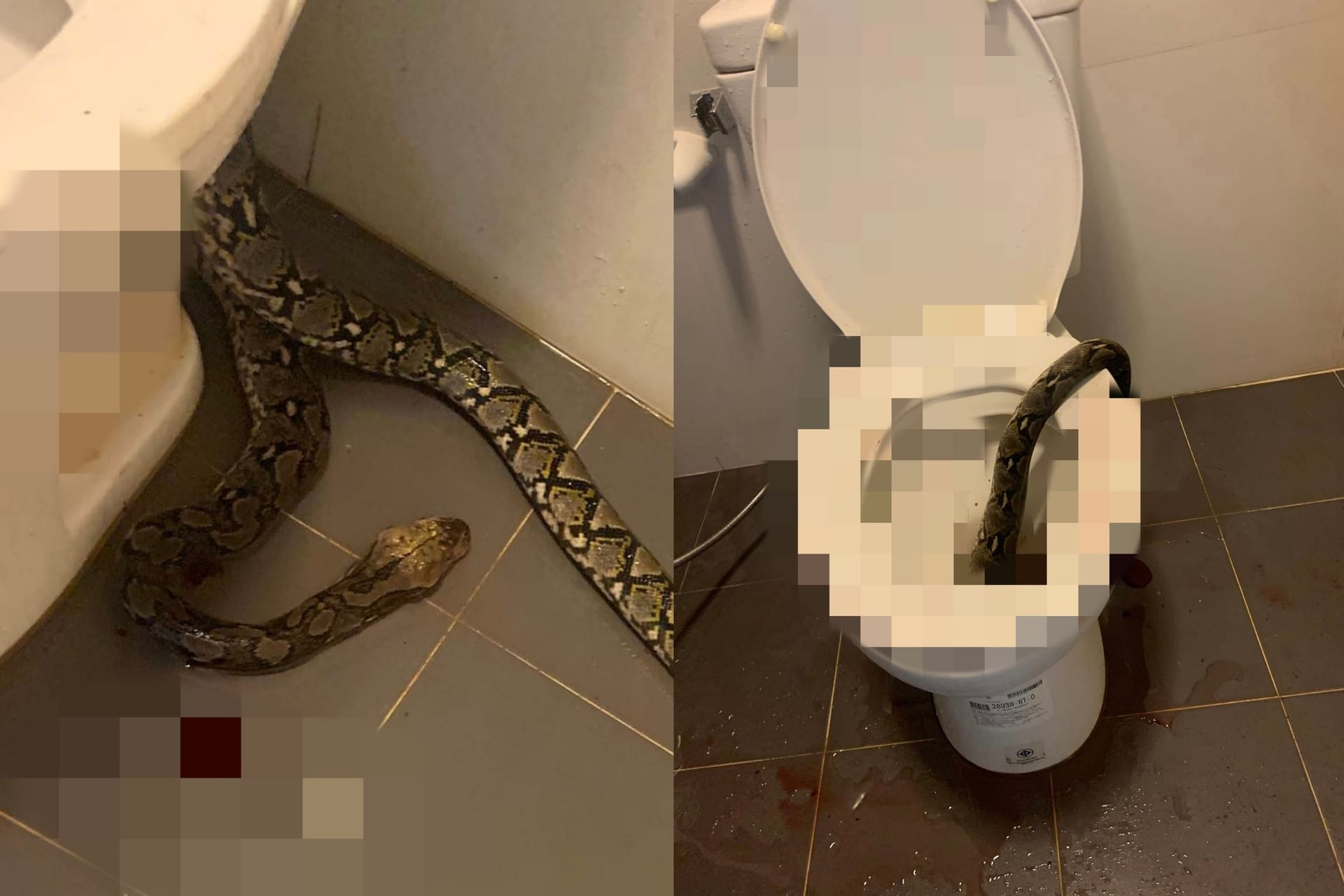 Diese Schlange hatte sich in der Toilette versteckt und sich dann in den Hoden des Mannes festgebissen. Der bewies Mut und erschlug das Tier mit einer Klobürste.