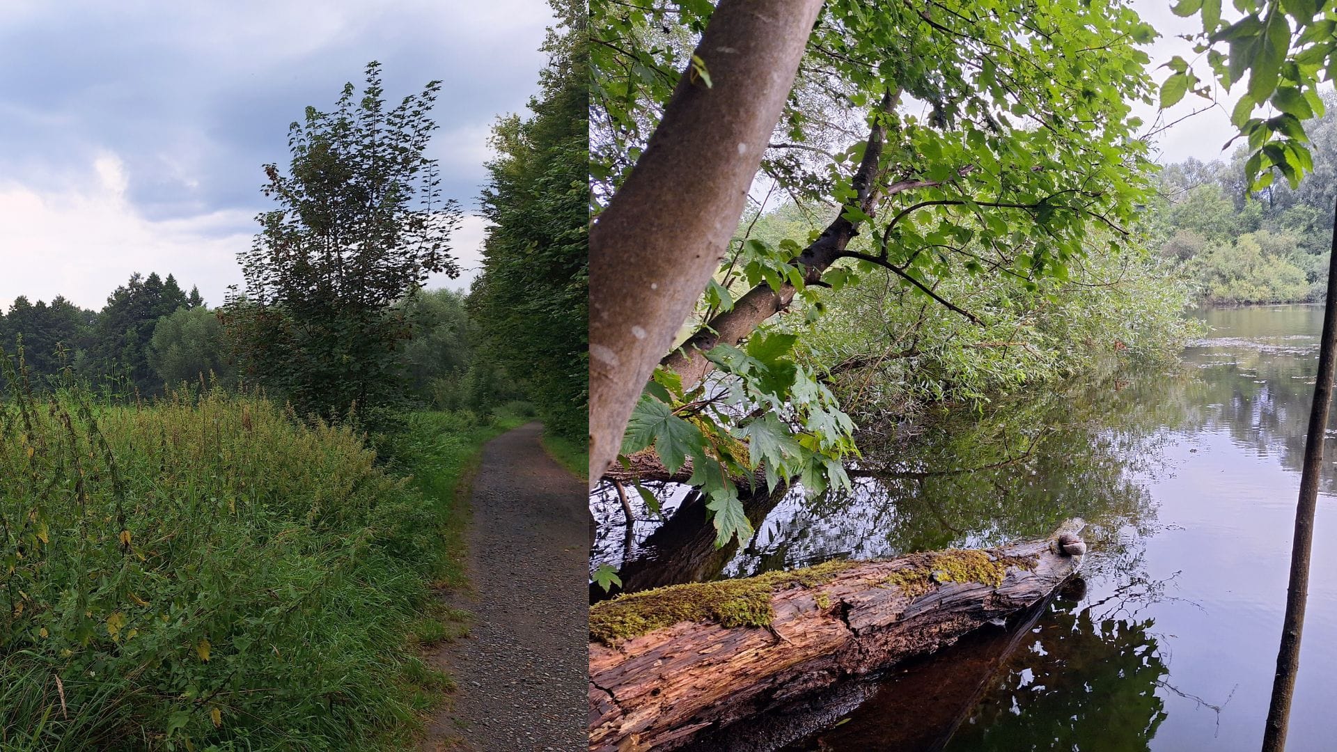 Naturschutzgebiet in Frankfurt: Enkheimer Ried, See und Wanderweg mit Wiese (Fotokollage)