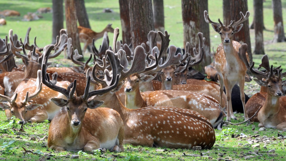 Wildpark in Haltern ist Geheimtipp für Essener – Tiere hautnah erleben