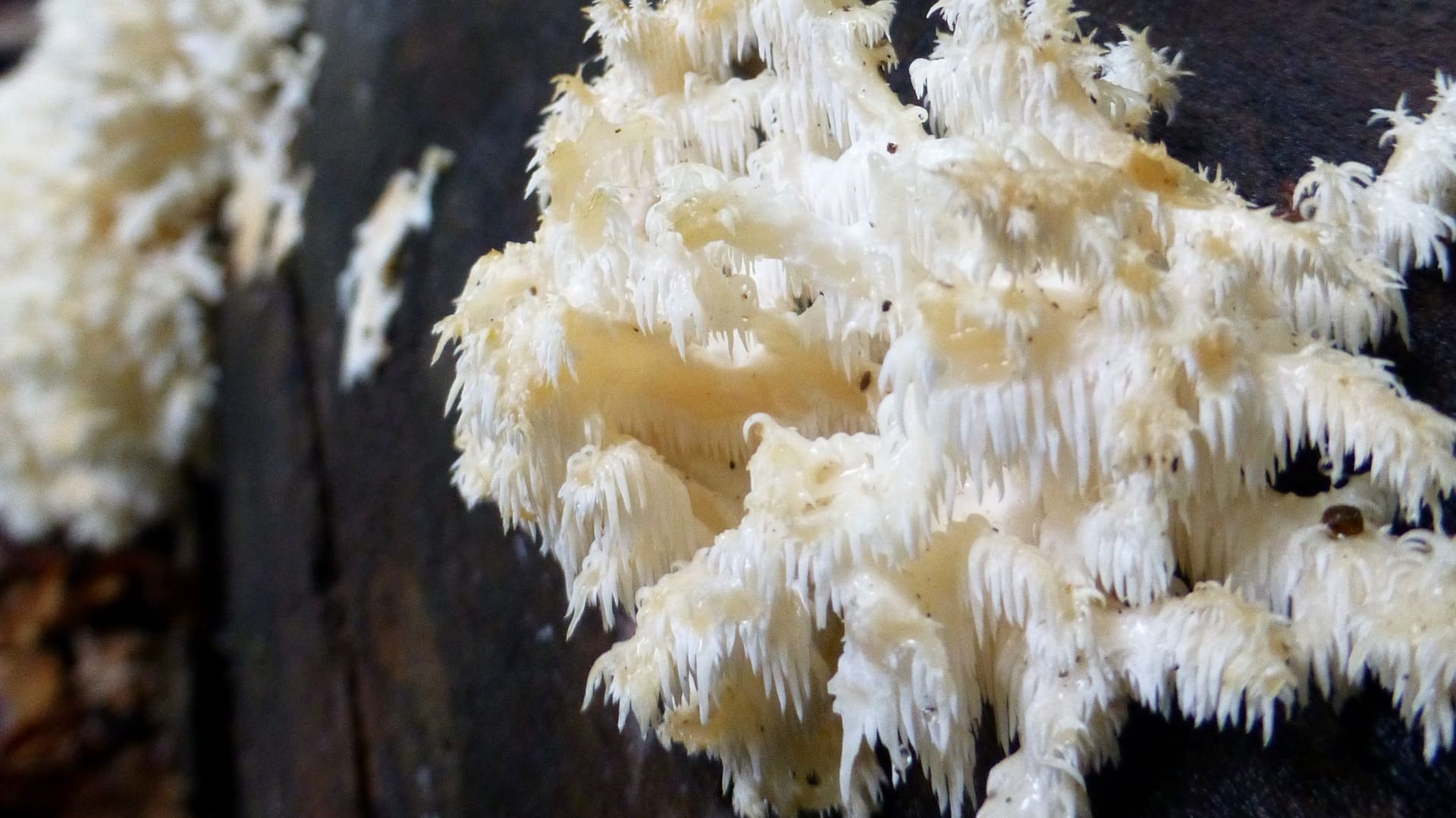 Seltener Pilz «Ästiger Stachelbart»