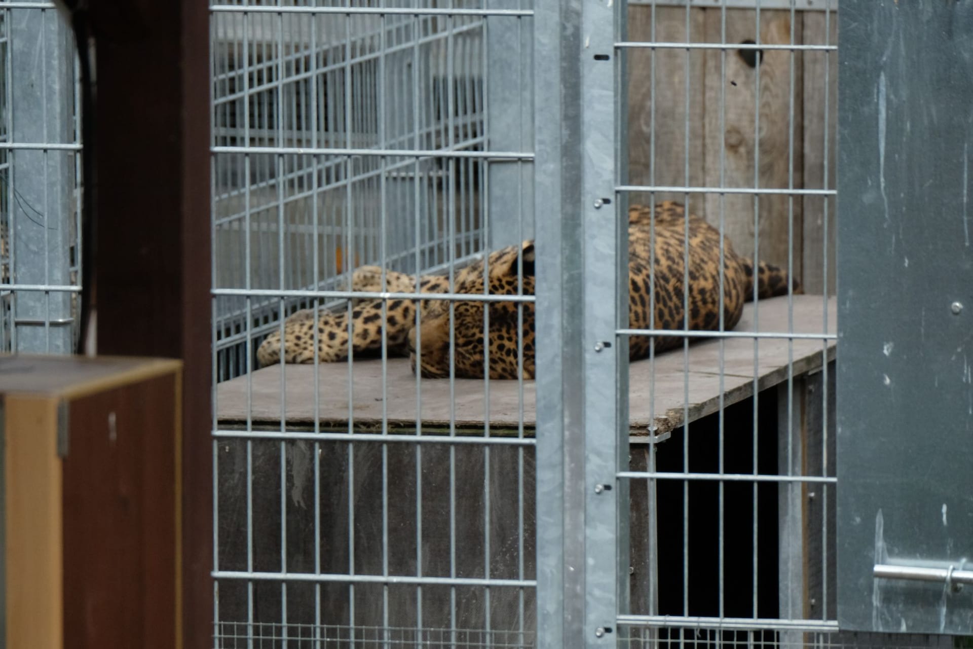 Leopard tötet Besitzer