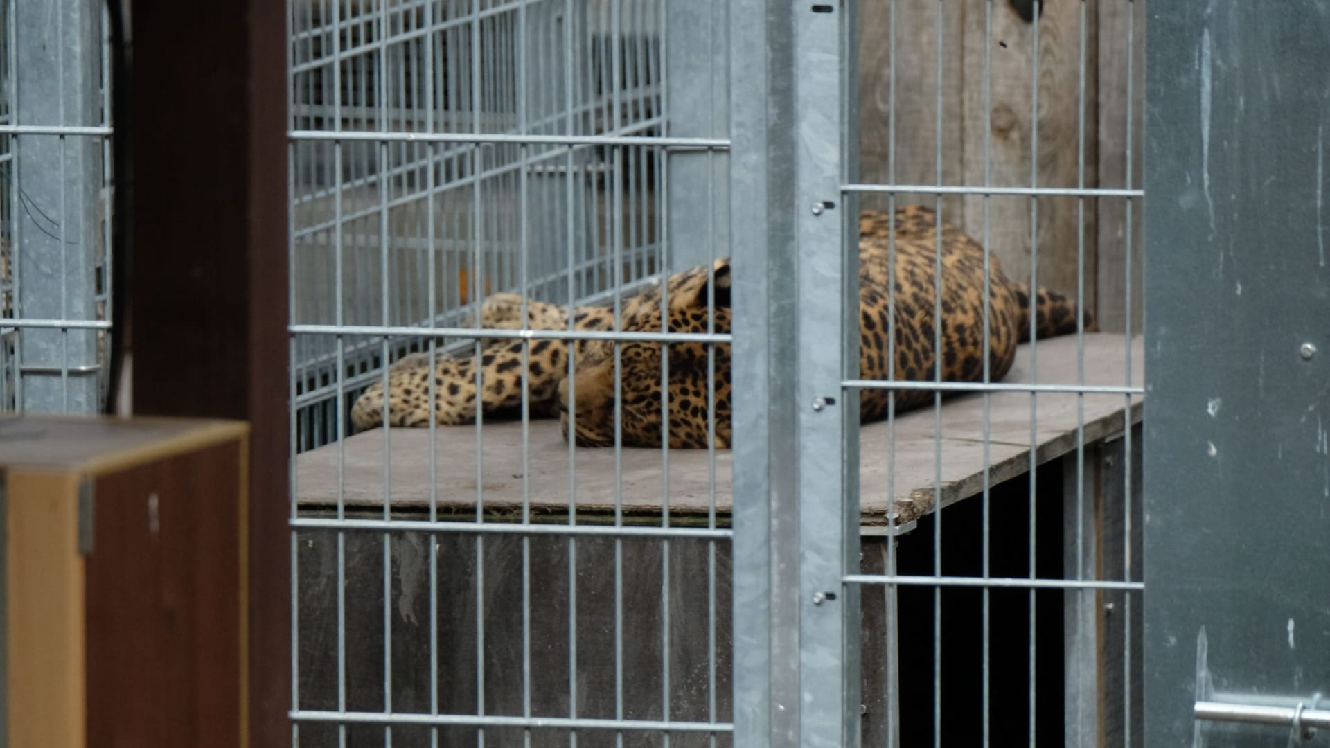 Leopard tötet Besitzer