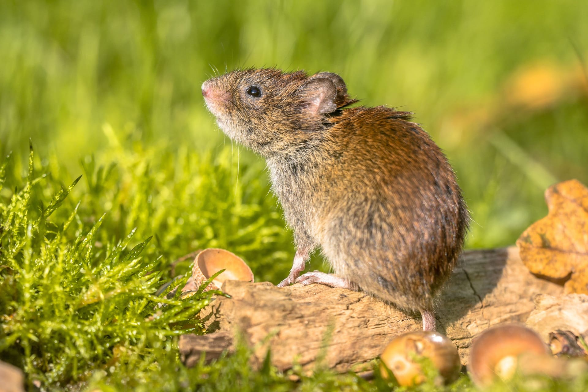 Rötelmaus: Rötel- und Brandmaus können das Hantavirus in sich tragen und verbreiten.