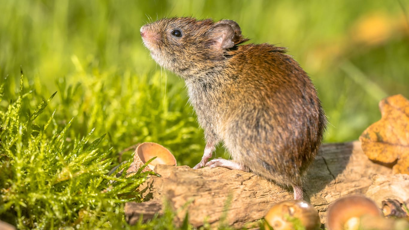 Rötelmaus: Rötel- und Brandmaus können das Hantavirus in sich tragen und verbreiten.