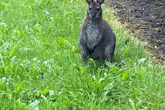 Känguru in der Obstplantage: Dort hatte sich das Tier verlaufen und konnte eingefangen werden.