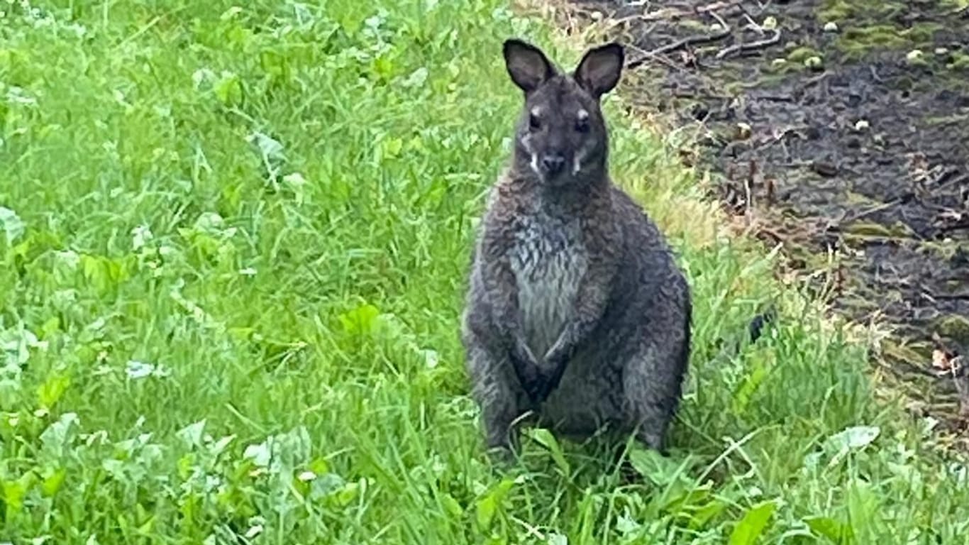 Känguru in der Obstplantage: Dort hatte sich das Tier verlaufen und konnte eingefangen werden.