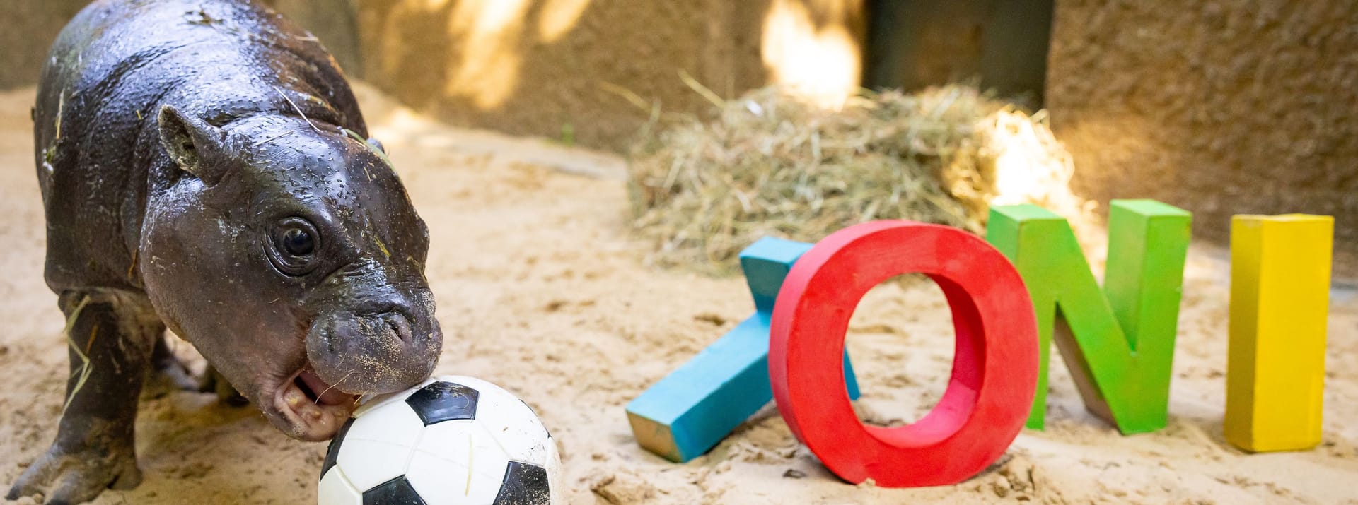 Der Zoo Berlin erhielt über 20.000 Namensvorschläge für das Hippo-Mädchen: Letztendlich entschied man sich für Toni.