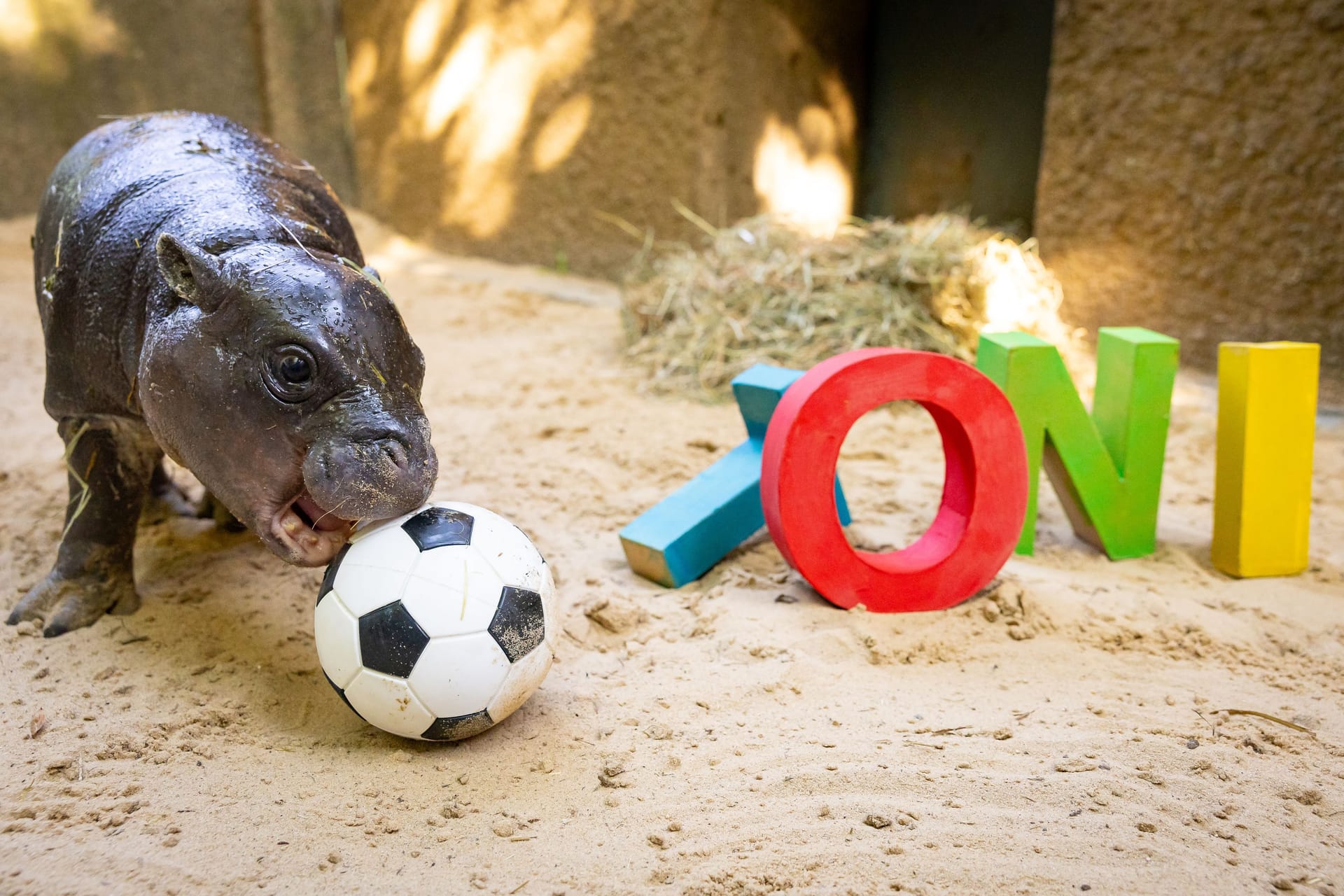 Der Zoo Berlin erhielt über 20.000 Namensvorschläge für das Hippo-Mädchen: Letztendlich entschied man sich für Toni.