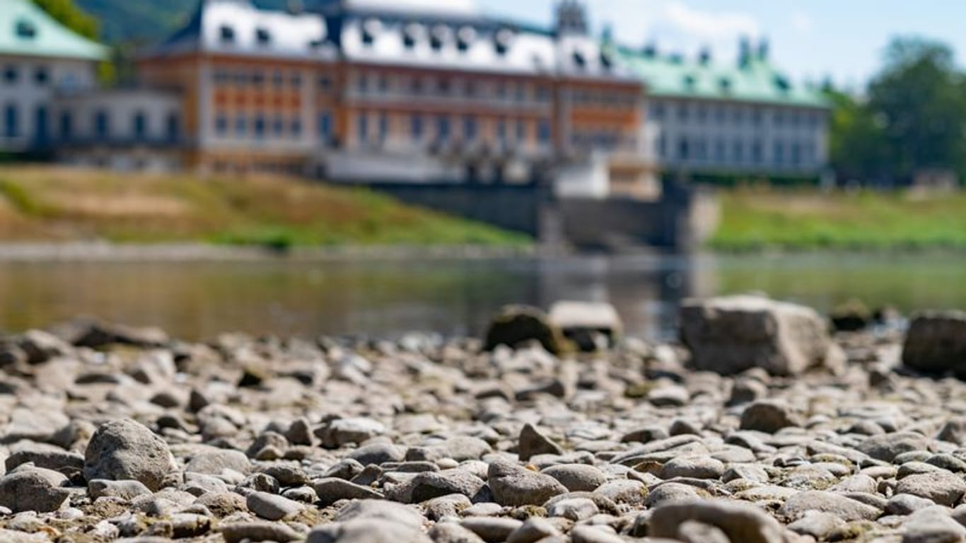 Bilck vom Elbufer auf den Schlosspark von Pillnitz.