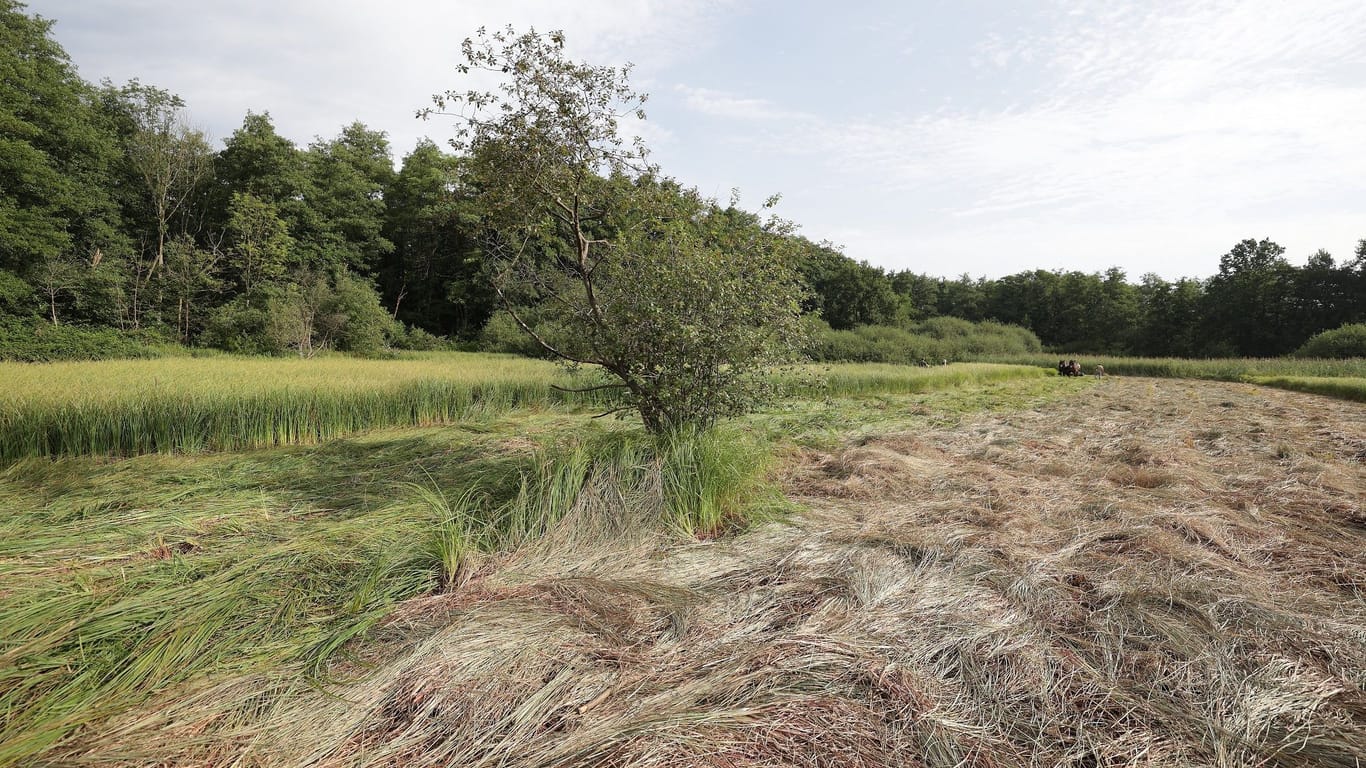 Die Wiese an der Rothenbergstraße: Sie ist die einzige größere zusammenhängende offene Feuchtwiesenfläche in Düsseldorf.