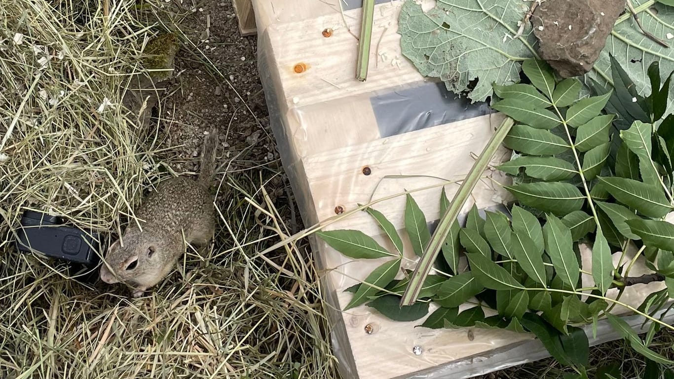 In den Auswilderungsgehegen haben die Ziesel zunächst einen sich