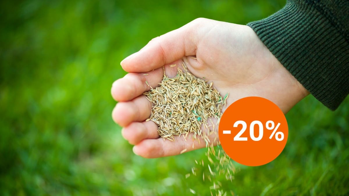 Rasensamen bei Amazon Schnell keimendes Grün im Angebot