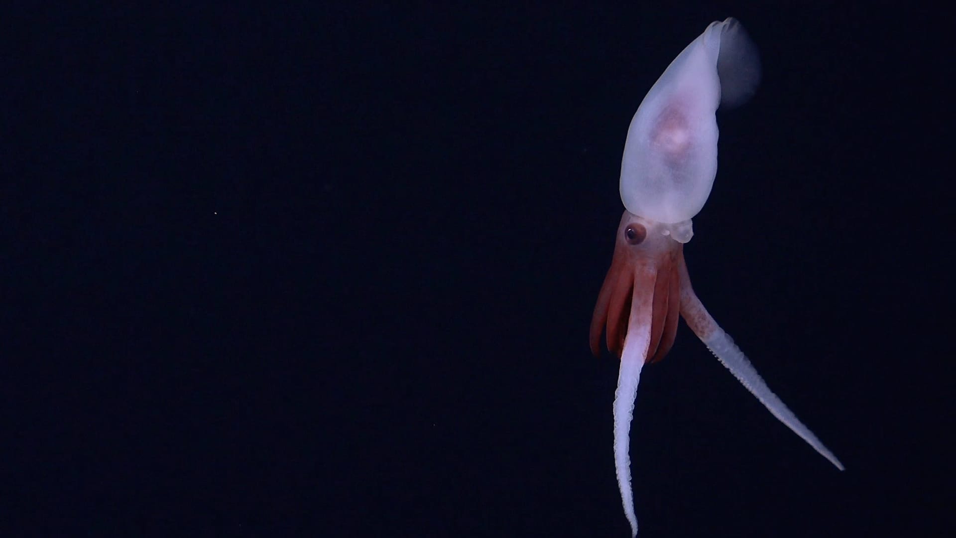 Dies sind die ersten Aufnahmen eines lebenden Promachoteuthis-Tintenfischs. Bislang wurde die Gattung der Tintenfische nur anhand toter Exemplare charakterisiert, die in Netzen gefunden wurden.