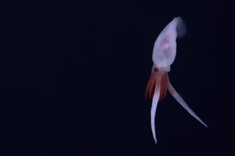 Dies sind die ersten Aufnahmen eines lebenden Promachoteuthis-Tintenfischs. Bislang wurde die Gattung der Tintenfische nur anhand toter Exemplare charakterisiert, die in Netzen gefunden wurden.