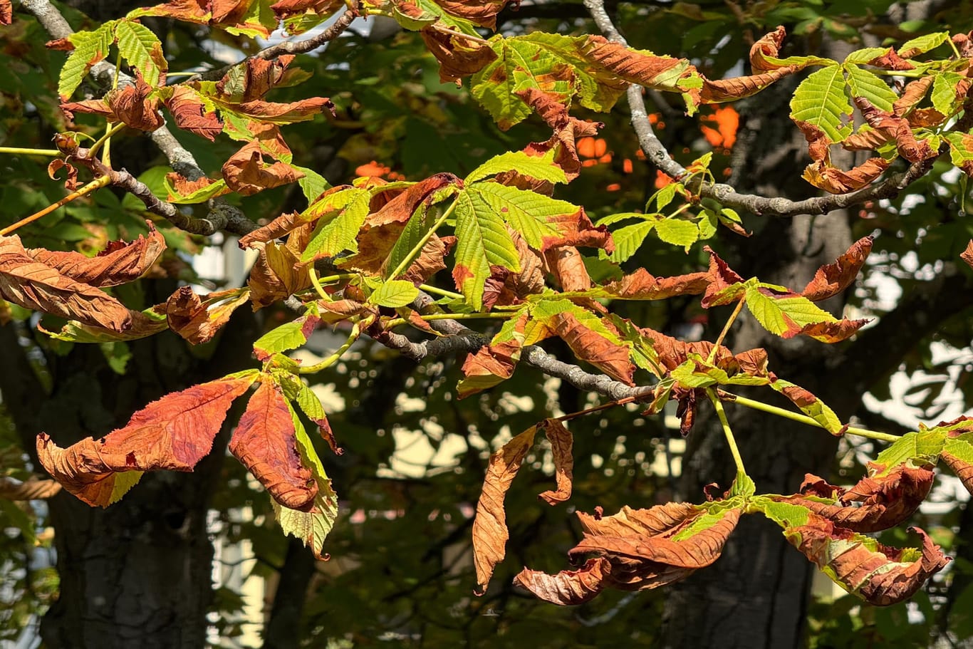 Braune Blätter an einer Kastanie: Der Baum verliert die welken Blätter schon Mitte August, da er von der Miniermotte befallen ist.