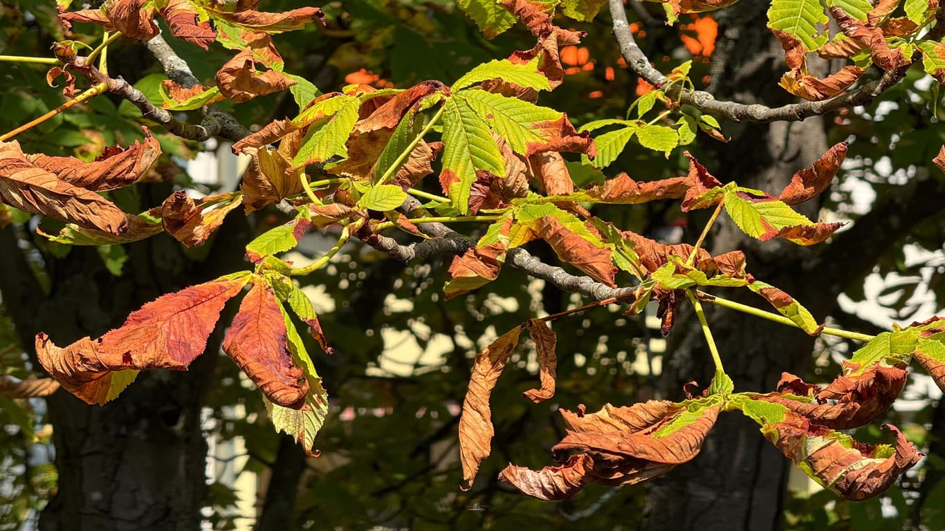 Braune Blätter an einer Kastanie: Der Baum verliert die welken Blätter schon Mitte August, da er von der Miniermotte befallen ist.