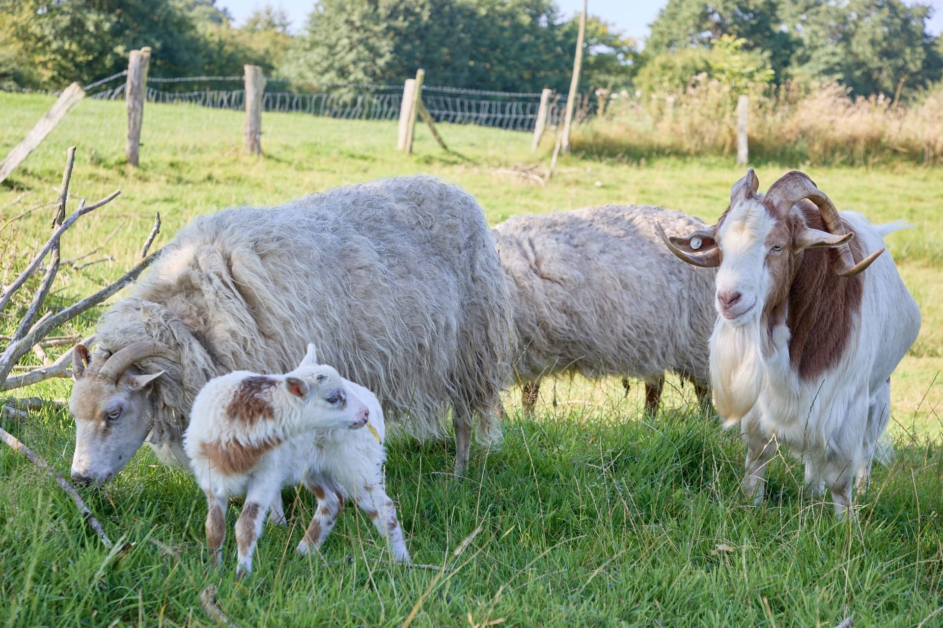 Schaf und Ziege zeugen mutmaßlich "Schiege"