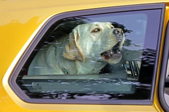 Ein Hund sitzt eingesperrt in einem Auto (Symbolbild): Die Halter hatten die Hitze nach eigenen Angaben unterschätzt.