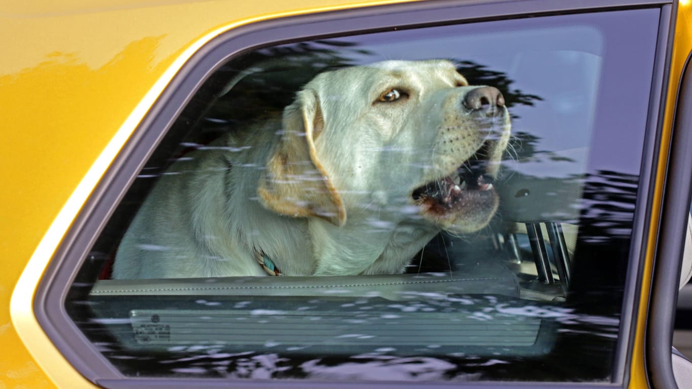 Ein Hund sitzt eingesperrt in einem Auto (Symbolbild): Die Halter hatten die Hitze nach eigenen Angaben unterschätzt.