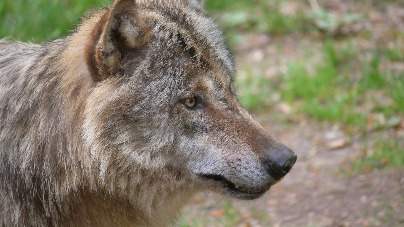 Europäischer Wolf: In den Niederlanden kam es nun zu gefährlichen Begegnungen mit Menschen.