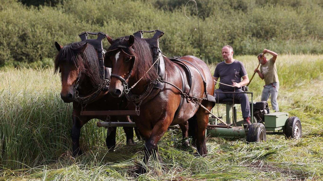 Mähen wie früher: Die französischen Kaltblut-Wallache Jethrow und Fusain ziehen ein Mähwerk über die Wiese an der Rothenbergstraße.